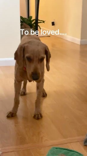 Dog Training | Dog Daycare | Dog/Pet Sitting on Instagram: "This is the story of Miss Daisy Bean who was rescued from a puppy mill and used for breeding. Only knew how to sleep standing up and didn’t know how to be a dog, but check out her glow up and now living her best life 💙🐶 By TikTok/amira.nathaly 💙"