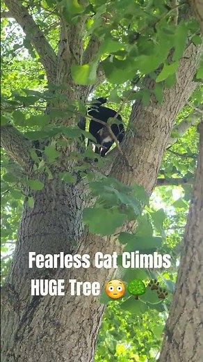 Fearless Cat Climbs HUGE Tree 😳🌳🐾 #Cats #Shorts #Pets #Climbing #Viral