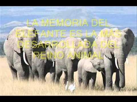 COMPARACIÓN ENTRE LA COMUNICACIÓN HUMANA Y ANIMAL