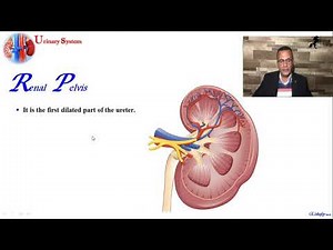 Urinary system Part1