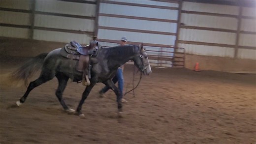 First day of bit work, ready to ride soon! Fright Knight 😱♞ Full brother to One Knight Rodeo (formerly Moon Knight) | Excalibur's Dark Knight