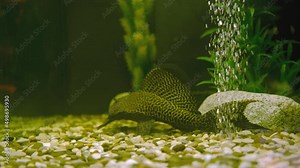 Ancistrus vulgaris floats on the bottom of the aquarium