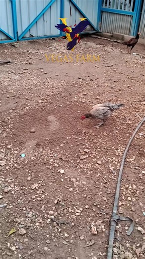 Halooo Brooo semangat sukses semoga sehat selalu brooo & sist untuk yang mau order ayam jago buat personil farmnya bisa langsung ke Bapak Vegas di 0812 4335 4188 #hottrend #today #salud #hobby #kuli #kuliner #kulinertiktok #happy #hashtagstiktok #promo #premium #tiktokviral #tik #salam #travel #newtrend #ayam #import #new #news #go #goviral #goodthing #goku #goclamdep #letsgo