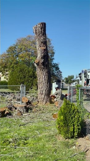 Dropping an Elm Trunk.
