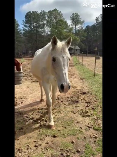 First time cantering back no vids but I did it on Tc