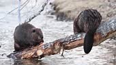 Beaver in the spring