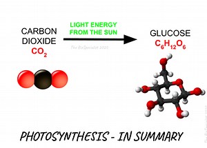PHOTOSYNTHESIS [CSEC BIOLOGY & HSB]