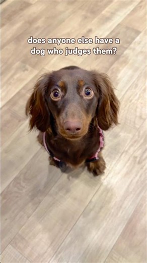 dachshunds are judgy #minidachshund #puppy #dachshundpuppy #dachshund #cutedog #cutepuppy #dog #cute