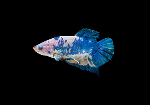 Betta Columnaris Treatment Guide (Saddleback Disease)