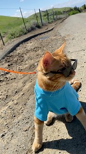 15K views · 1.7K reactions | I was concerned about my missing cow friends but then I remembered they went missing last year too! (Re-sharing for a friend who wanted to hear me talk.) #whereareyou #missyou #cows #cat #friends #loveyou #love #catsofinstagram #happy #mycat #letsgo #adventure #letsgo #nature #fun #reels | Tiger JoJo | Facebook