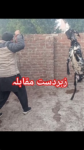 Identification of original goats #beautifullgoats #goatfarming