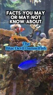 Facts You May or May Not Know About The Blue Devil Damselfish #nature #facts #sealife #shorts