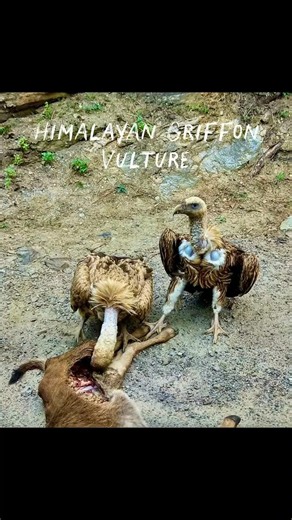 Himalayan Griffon Vulture– The Sky Giant of the Himalayas. #natgeoindia #naturelovers #nature