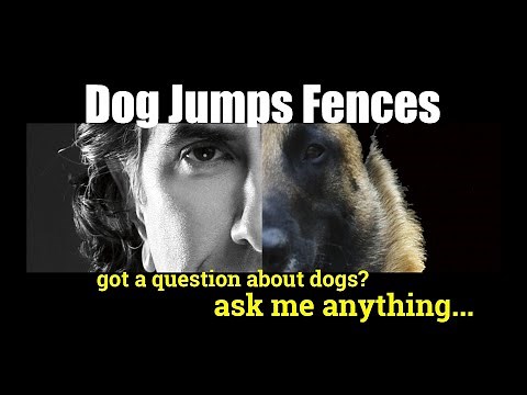 How to Keep Dogs from Jumping a Fence - ask me anything - Dog Training and Safety