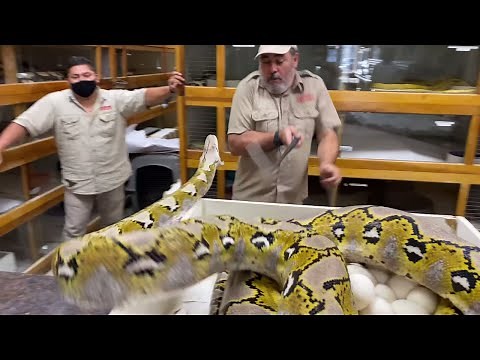 20 FOOT PYTHON SNAKE STRIKE at Prehistoric Pets