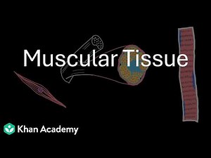 Muscular Tissue | Structural Organization in Animals | Class 11 | Zoology | Telangana | Khan Academy