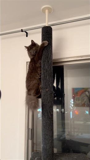 CLIMBING the highest TOWER ! 🏔️ #catvideos #climbing