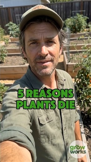 This Is Why Your Plants Keep Dying