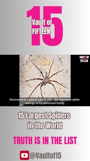 #2 Giant Huntsman Spider — The largest confirmed leg span ever recorded.