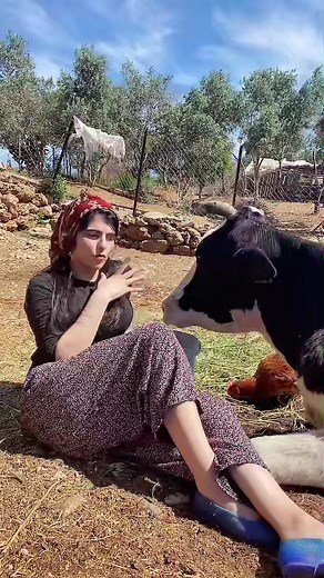 Engaging Moments with a Friendly Cow in Nature