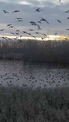 Dream Bucket List Shot: Drone Video of Mallards in the Wild