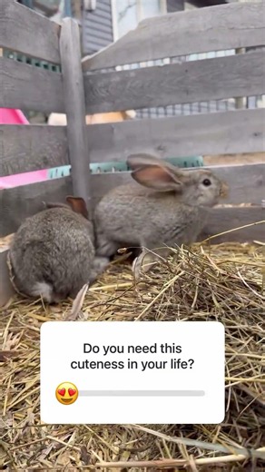 Do you need this level of cuteness in your life? Giant bunnies loading! #Flemish Giant / American