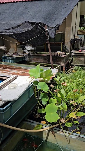 visit one relatively hidden aquarium in a residential area from Malaysia 🇲🇾 Ipoh 一间坐落在马来西亚～怡保 住宿区里算是比较隐蔽的～老式水族馆 这里没有丰富的器材 但老板养鱼多年经验丰富 一直有在自己繁殖一些小鱼 在这里能找到跟外面不一样的东西 ～比如活体红虫 ～活水蚤～水草 还有 浮萍水植物 偶尔有网友问到我也会介绍他们过去看看 有去过的顾客 应该都知道 ～老板的水蚤很快出完🤣 好东西不应该被隐藏 👉 地点我会放在评论区里 #日常拍摄 #水族馆 #参观水族馆 #malaysiaaquarium #ipohaquarium #visitaquarium | Guppy Jojo