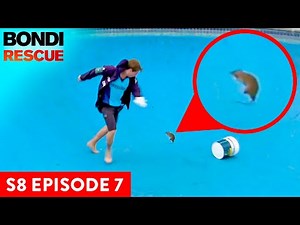 Huge Rat Attacks Bondi Lifeguard | Bondi Rescue Season 8 Episode 7 (OFFICIAL UPLOAD)