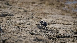 The white wagtail -Motacilla alba sits on the bank of a river or lake, takes care of its plumage and cleans its feathers.