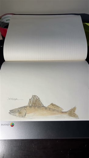 Part 22 of drawing every fish I’ve caught walleye.#fishdrawing #fishing #foryou