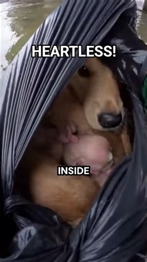 He Thought He Got Away With It…But then the cops showed up 😱🐕 #justice #animalrescue #sad #heroic