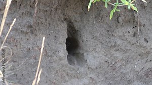 Bee-eater. A bird flies into its nest, comes out after a while, another bird comes out after it