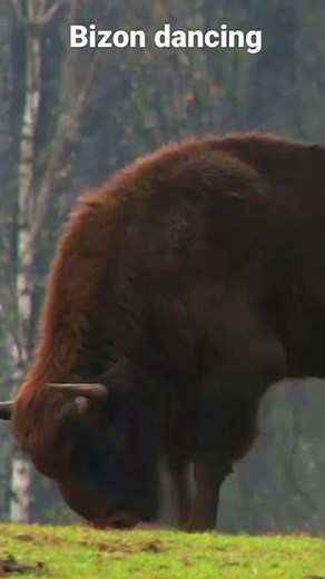 European bison dancing)… #shorts