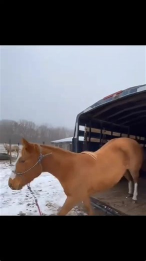 🐴 #honse #🐴🐴 #🐴 #🐴🐴🐴🐴 #🐴🐴🐴🐴🐴🐴🐴