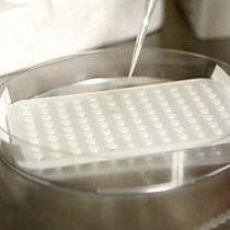 Video: 3D Hydrogel Scaffolds for Articular Chondrocyte Culture and Cartilage Generation