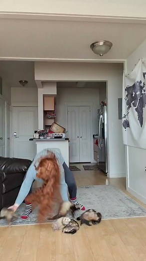 just a girl and her small business #ferret #foryoupage #fyp #ferretsoftiktok