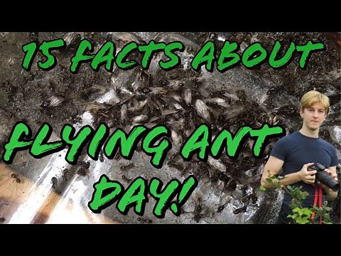 15 Facts about Flying Ant Day | MyLivingWorlds Ants