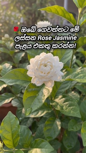 😊 ගන්න විදිහ:1️⃣ Description එකේ Link එක Click කරන්න2️⃣ Daraz App එකෙන් Order කරන්න 🛒
