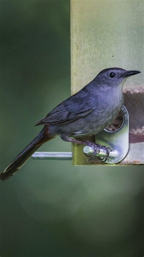 Catbird Backyard Bird Photography Sigma 500mm prime #birds