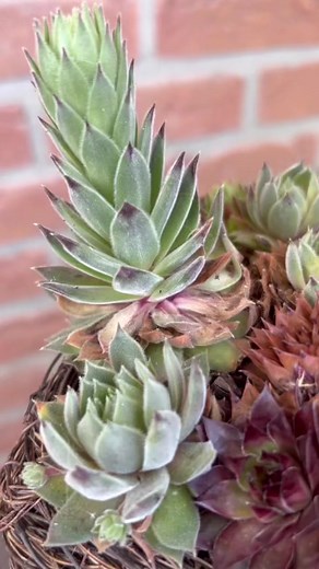 2.1K views · 24 reactions | why you should taking off dead leaves of succulents by removing any spent, dried up bloom stalks and dried leaves from your succulents energy will b | Aly plants Stuff | Facebook
