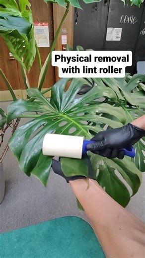 112K views · 99 reactions | Scale have a protective dome that shields...