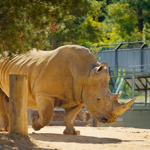 Embark on a wild adventure at Canberra's National Zoo & Aquarium! Get up close and personal with majestic creatures like lions, tigers, and giraffes through our exclusive animal encounters. | National Zoo & Aquarium Canberra