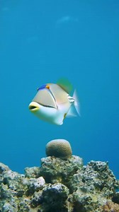 7.4K views · 232 reactions | A true work of art under the sea! ️...