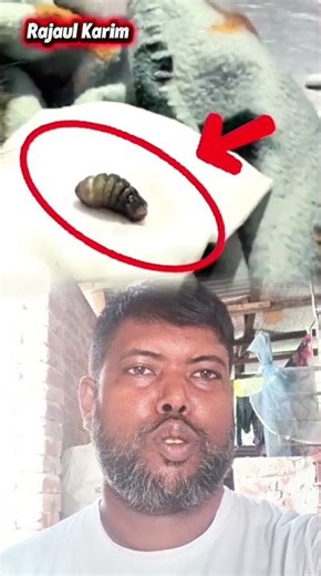 This Cat Had a Botfly in Its Eye! (Don't Try This at Home!)