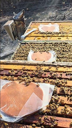 How to feed bees with pollen patties! #bees #honeybee #beekeeping #beekeeper #lovebees #fyp