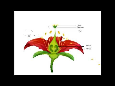 La pollinisation et la fécondation chez les plantes à fleurs