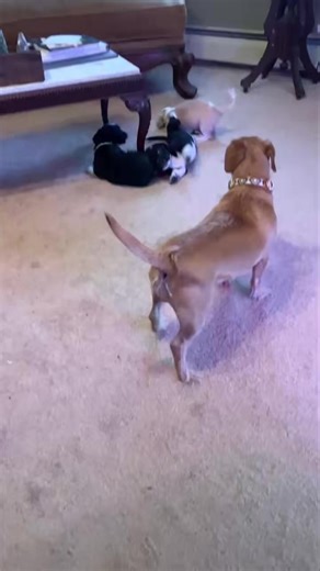 ADOPT ME! 🐶 BEATRIX is available to ADOPT and currently being fostered here in NJ! ➡️ Apply to adopt me now at www.trustrescue.org/adoptable-dogs 🩵 ALL OF OUR DOGS ARE: ✔️ $350 or LESS (check our site for specials!) ✔️ Fully vetted ✔️ Microchipped ✔️ Spayed/neutered (with exception to puppies that are not old enough yet) 💙 See our current specials and ALL of the dogs we have available on our website 🔗 www.trustrescue.org/adoptable-dogs #AdoptDontShop #TrustRescue #AdoptableDogs #AdoptMe #Ado