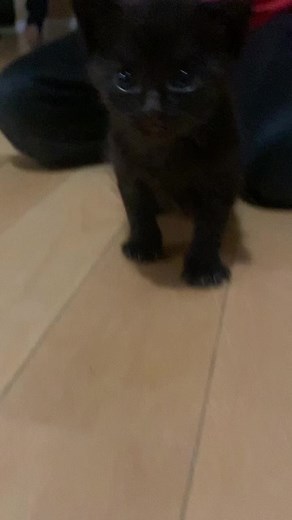 #softkitty #sleepykitty #kidsoftiktok