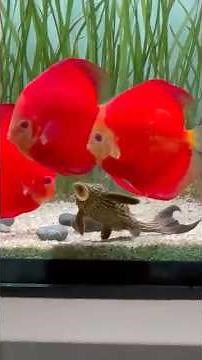 Beautiful red Discus with a Panaque Pleco in 190L setup 🔥