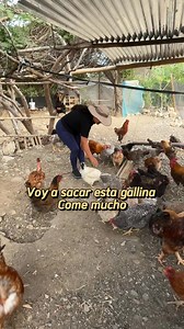 774K views · 12K reactions | Voy a sacar esta gallina #gallinas #alimentación #gallinascriollas #gallinashermosas #campo #cuidadosdeaves | plumitas coc | Facebook
